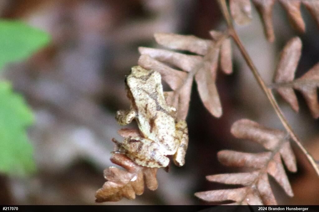 Spring Peeper