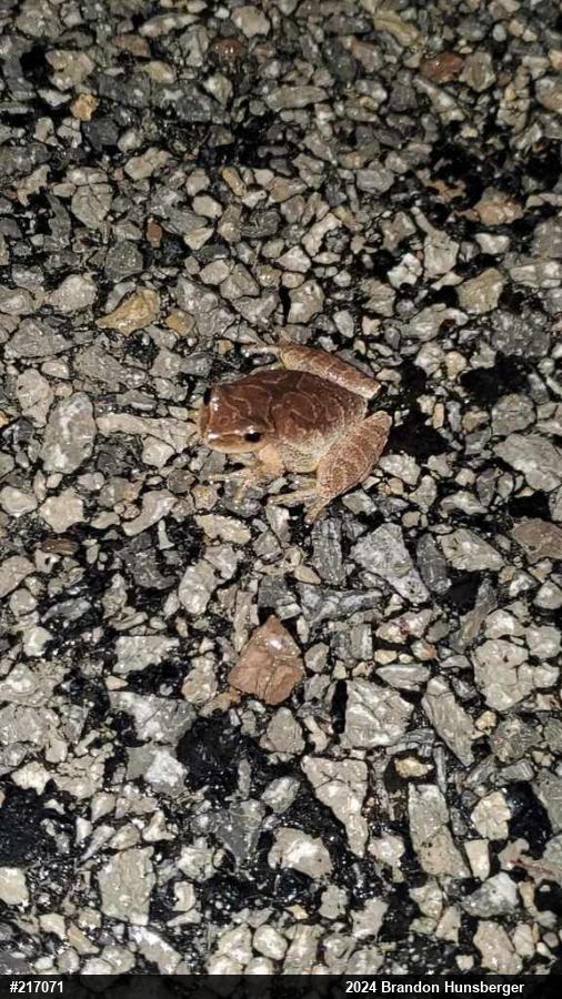 Spring Peeper