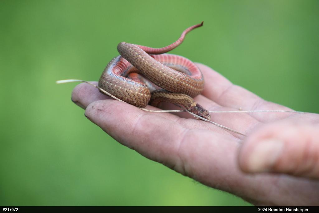 Red-bellied Snake