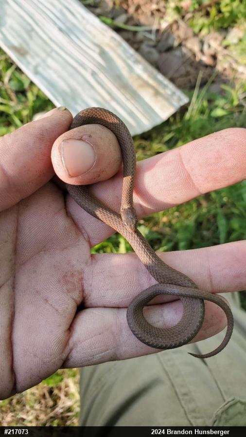 Red-bellied Snake