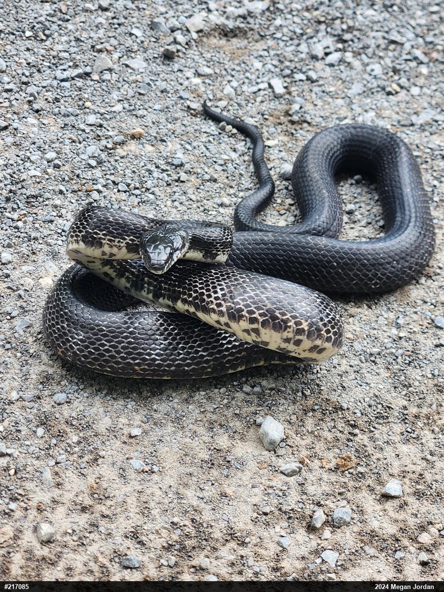 Eastern Ratsnake