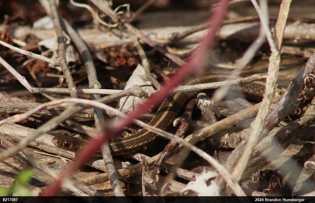 Shorthead Gartersnake