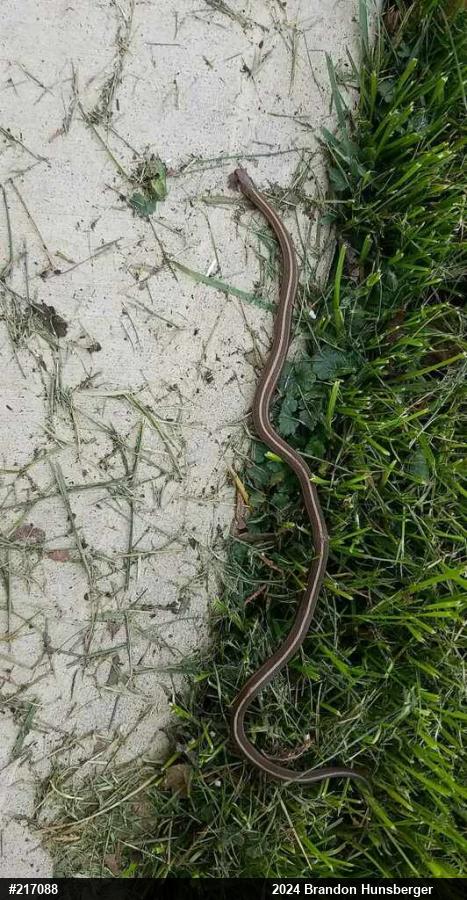 Shorthead Gartersnake