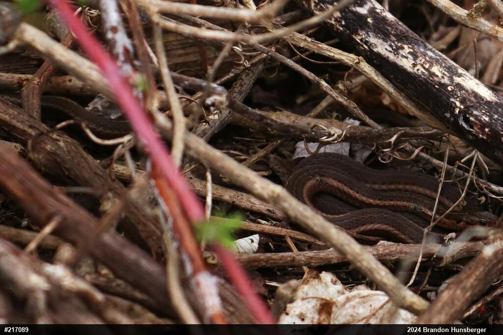 Shorthead Gartersnake