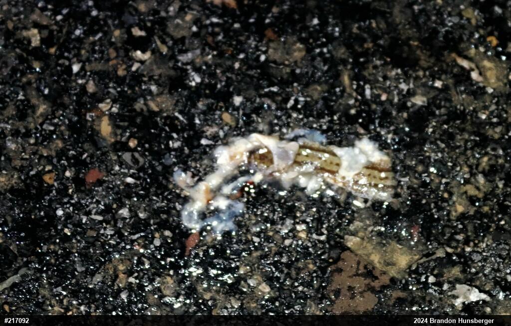 Allegheny Mountain Dusky Salamander