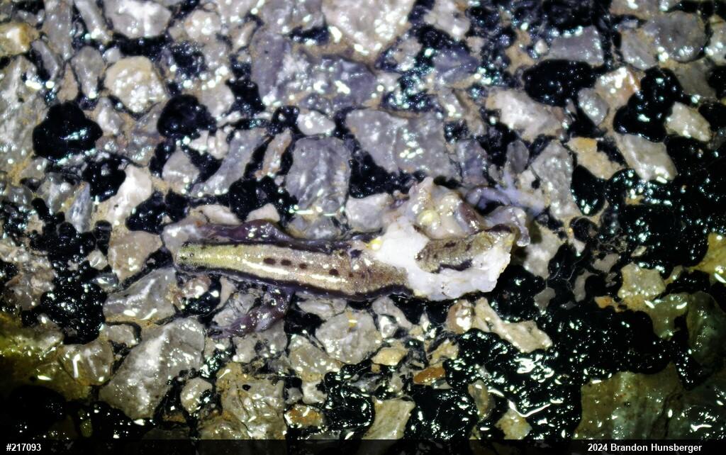 Allegheny Mountain Dusky Salamander