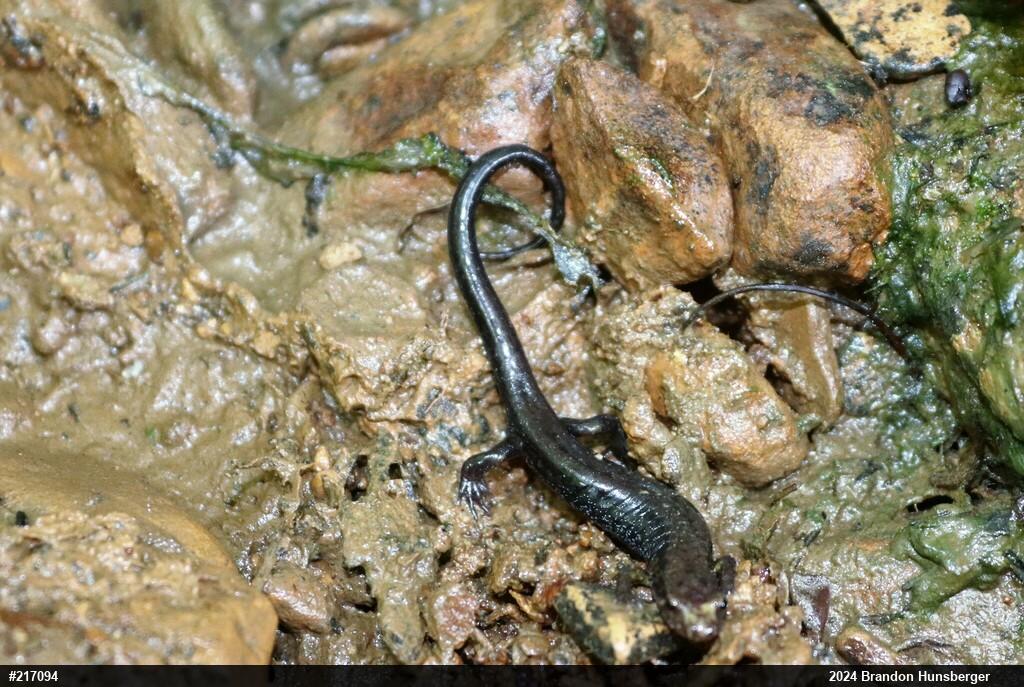Allegheny Mountain Dusky Salamander