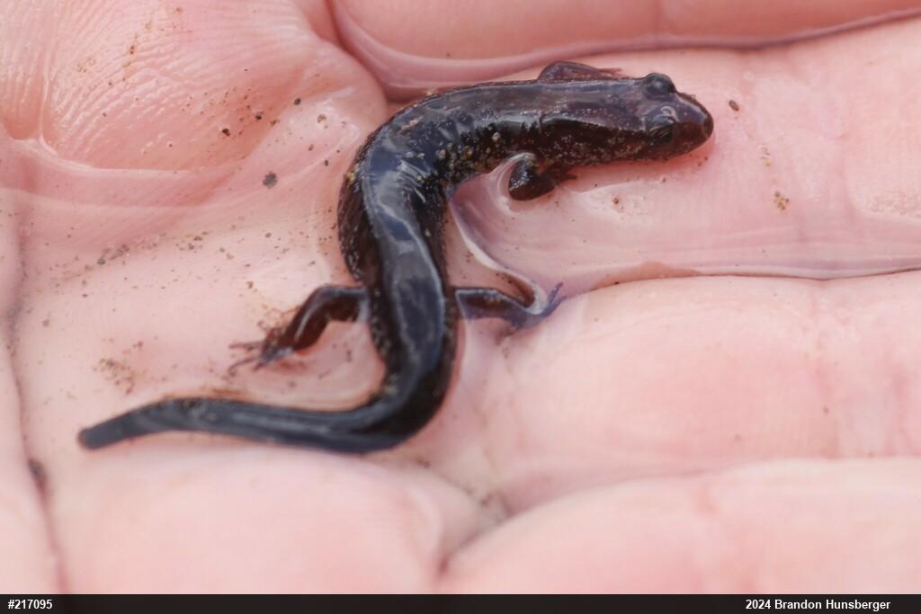 Allegheny Mountain Dusky Salamander