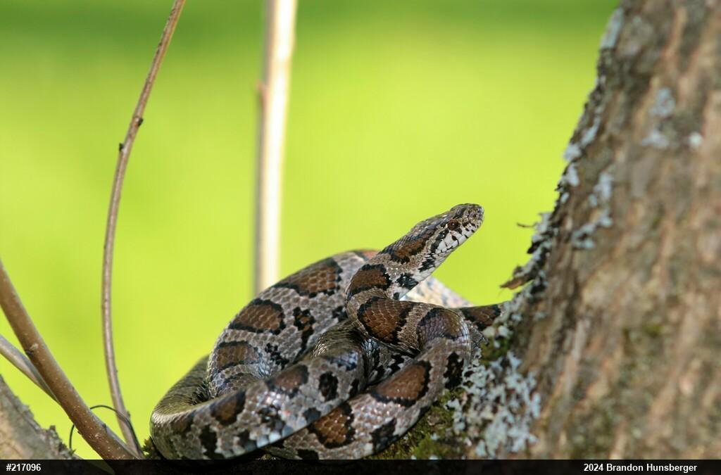 Eastern Milksnake