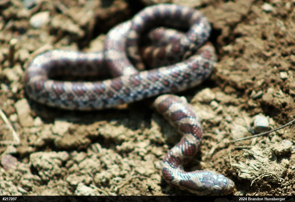 Eastern Milksnake