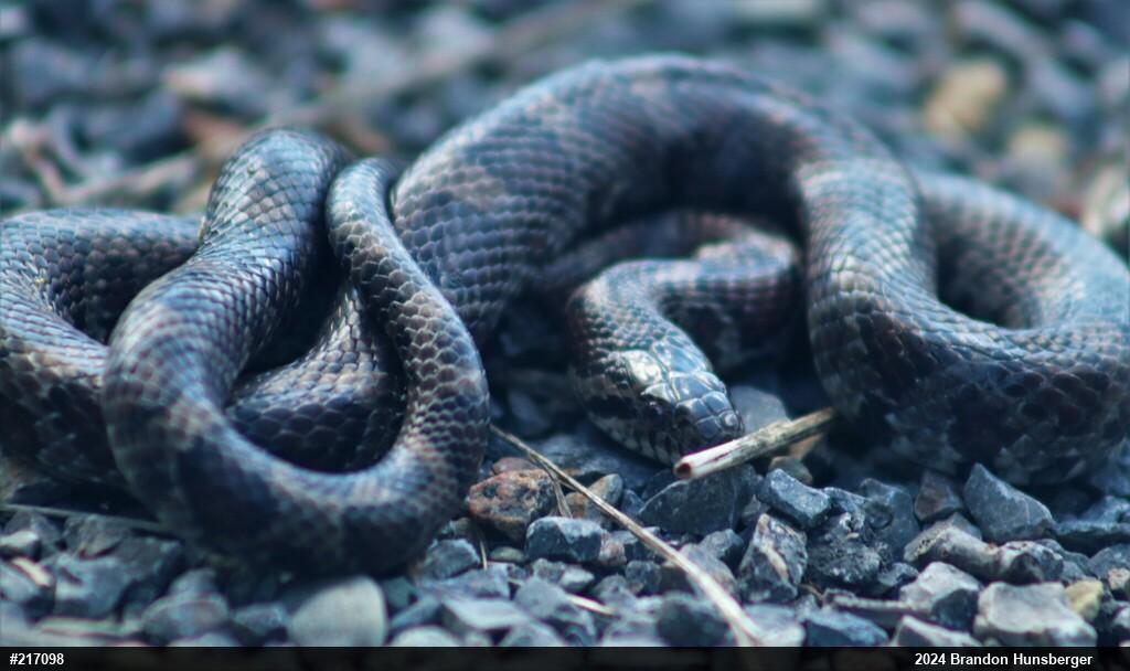 Eastern Milksnake