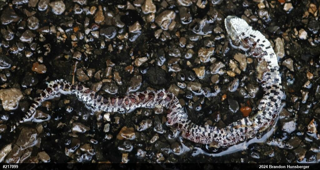 Eastern Milksnake