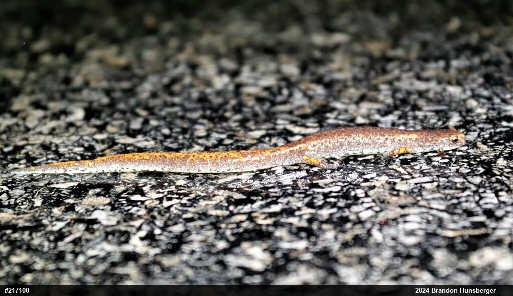 Four-toed Salamander