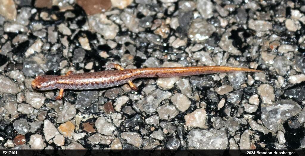 Four-toed Salamander