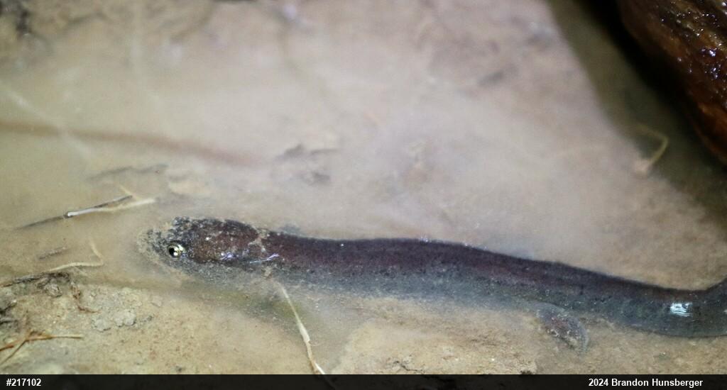 Northern Dusky Salamander