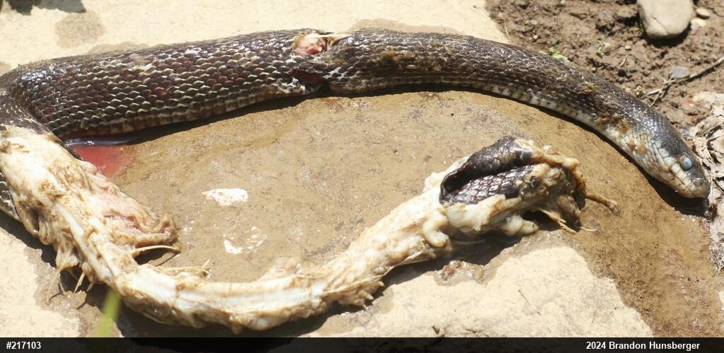 Eastern Ratsnake