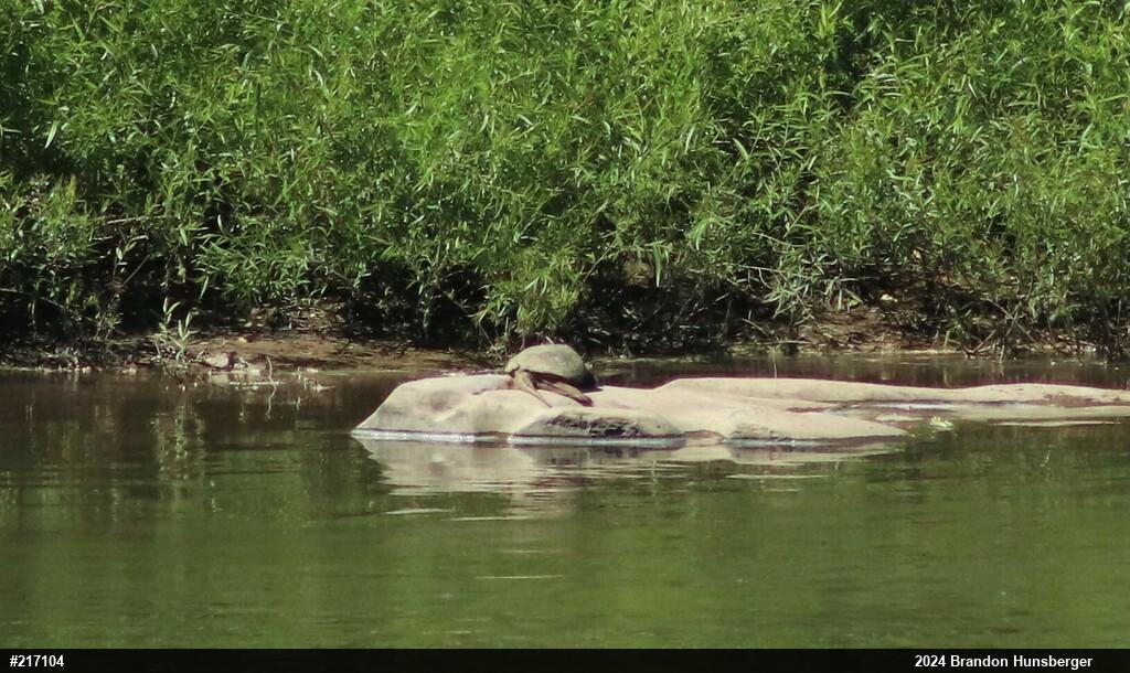 Snapping Turtle