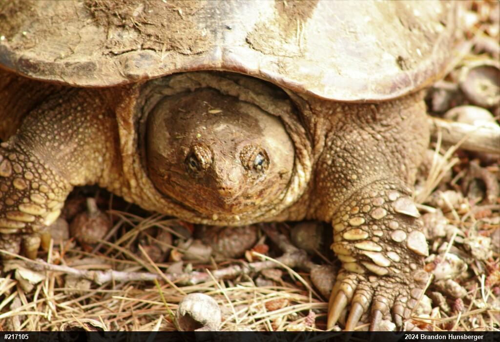 Snapping Turtle