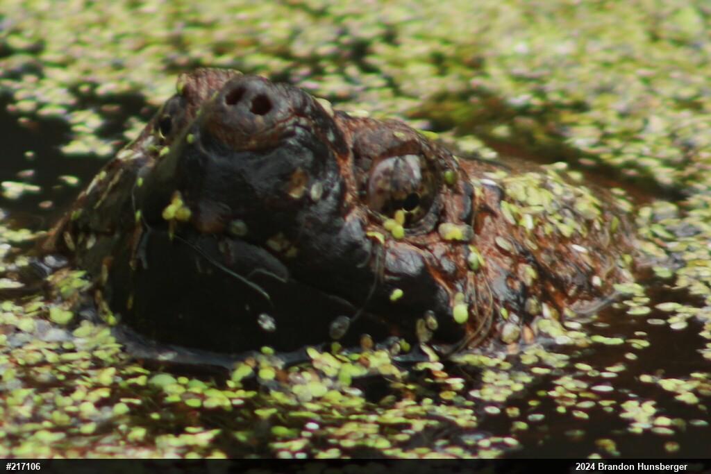 Snapping Turtle