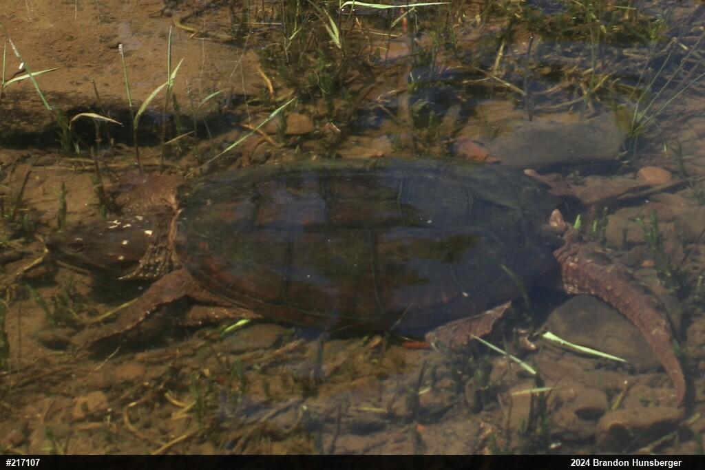 Snapping Turtle