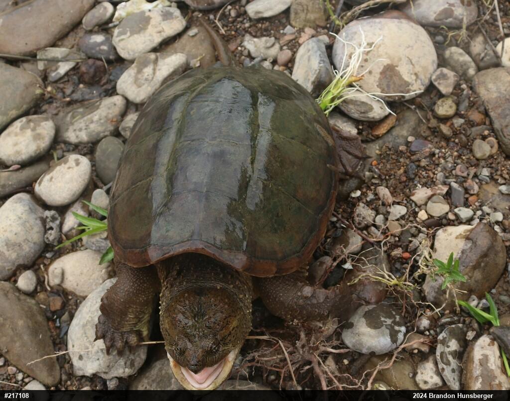 Snapping Turtle