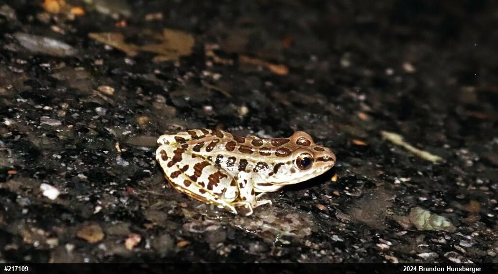 Pickerel Frog