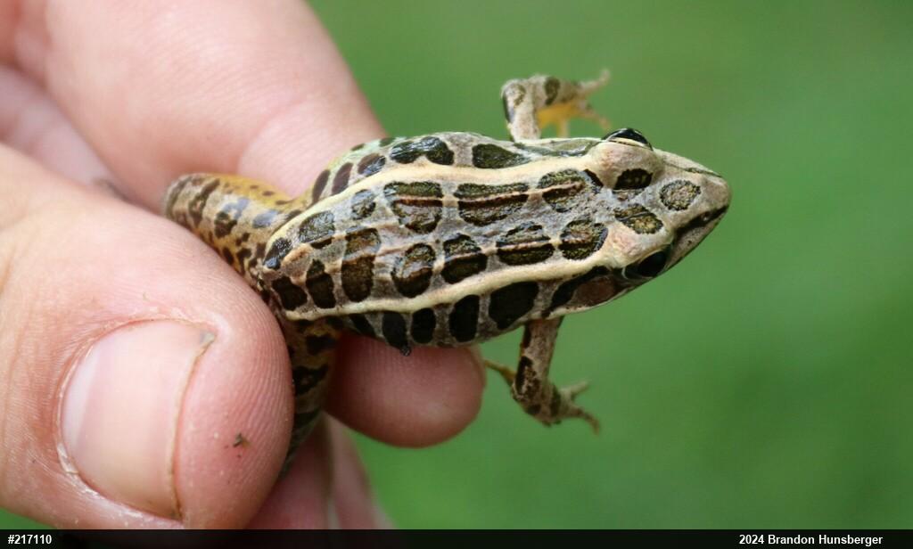 Pickerel Frog