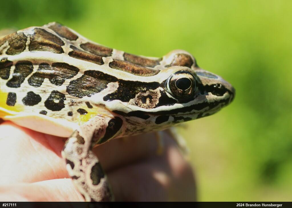 Pickerel Frog