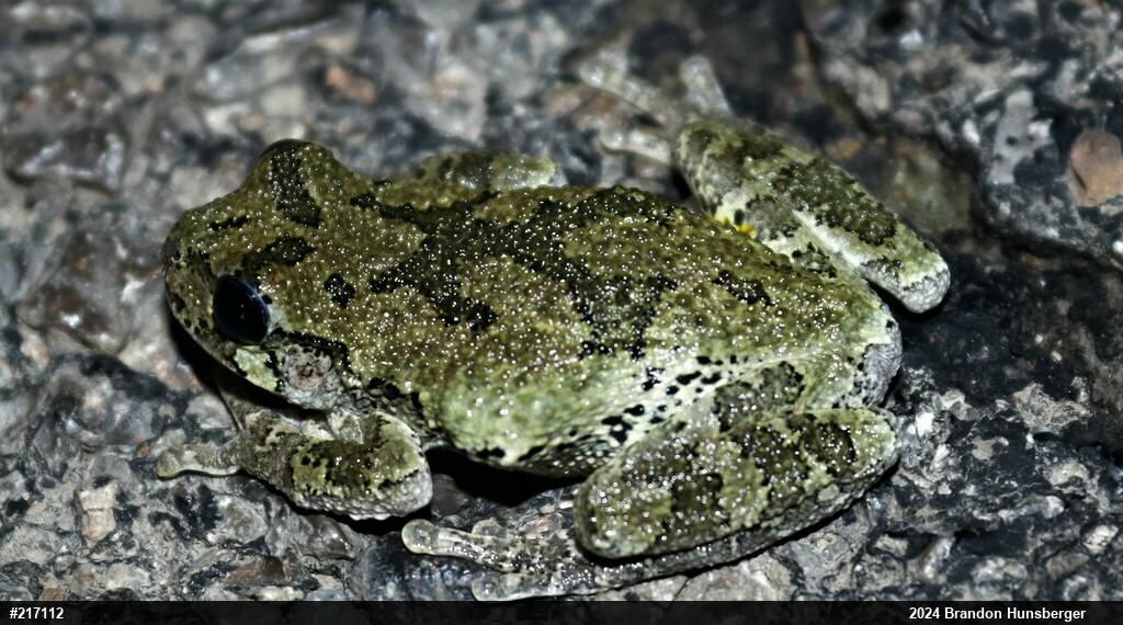 Unknown Gray Treefrog