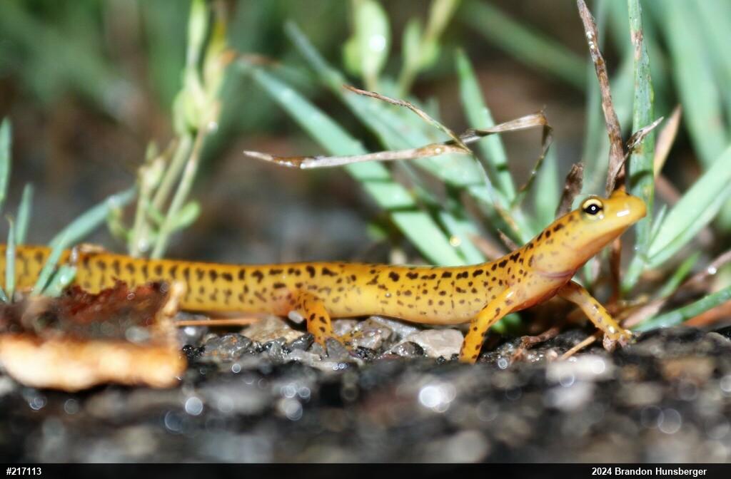 Eastern Long-tailed Salamander