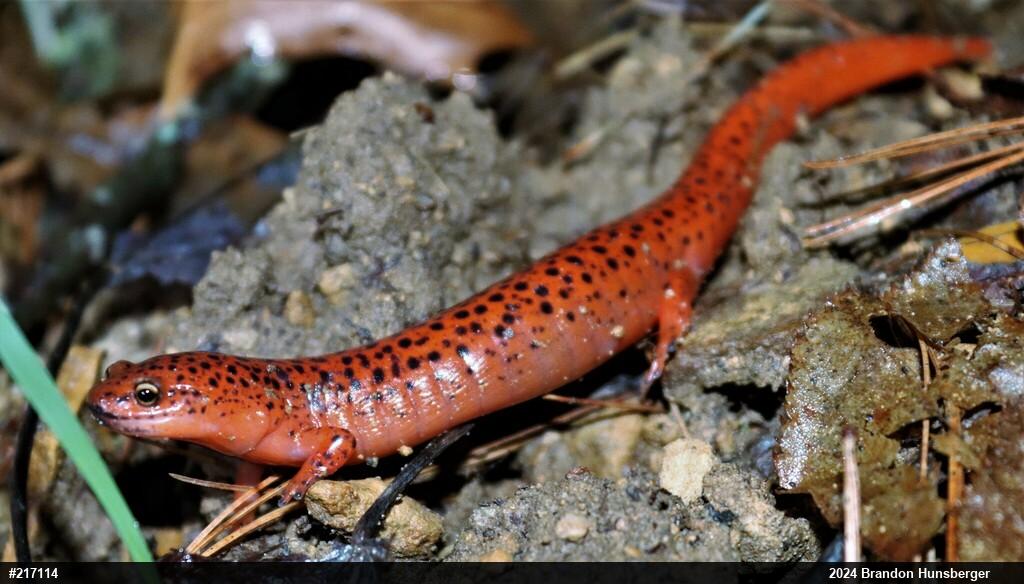 Northern Red Salamander