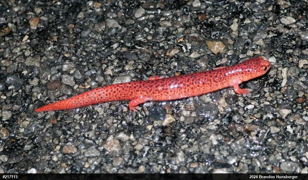 Northern Red Salamander