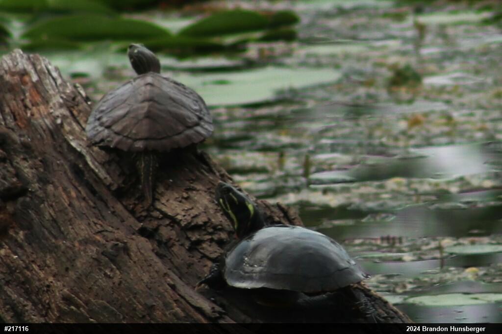 Northern Map Turtle