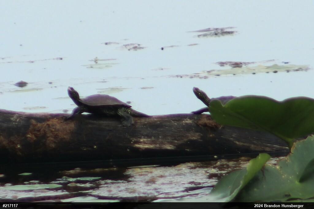 Northern Map Turtle