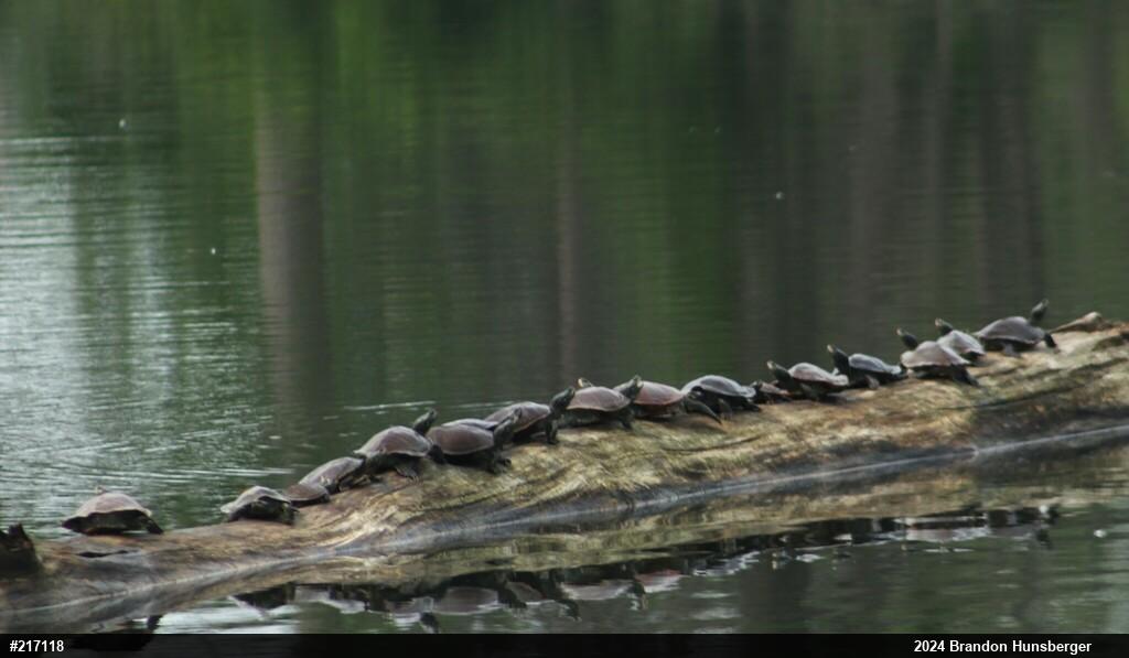 Northern Map Turtle