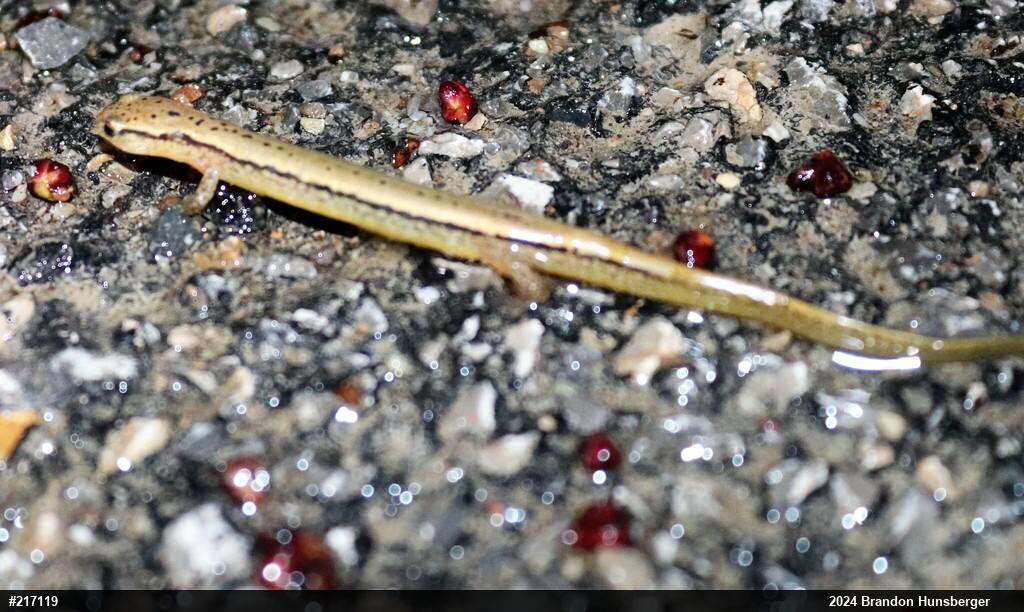 Northern Two-lined Salamander