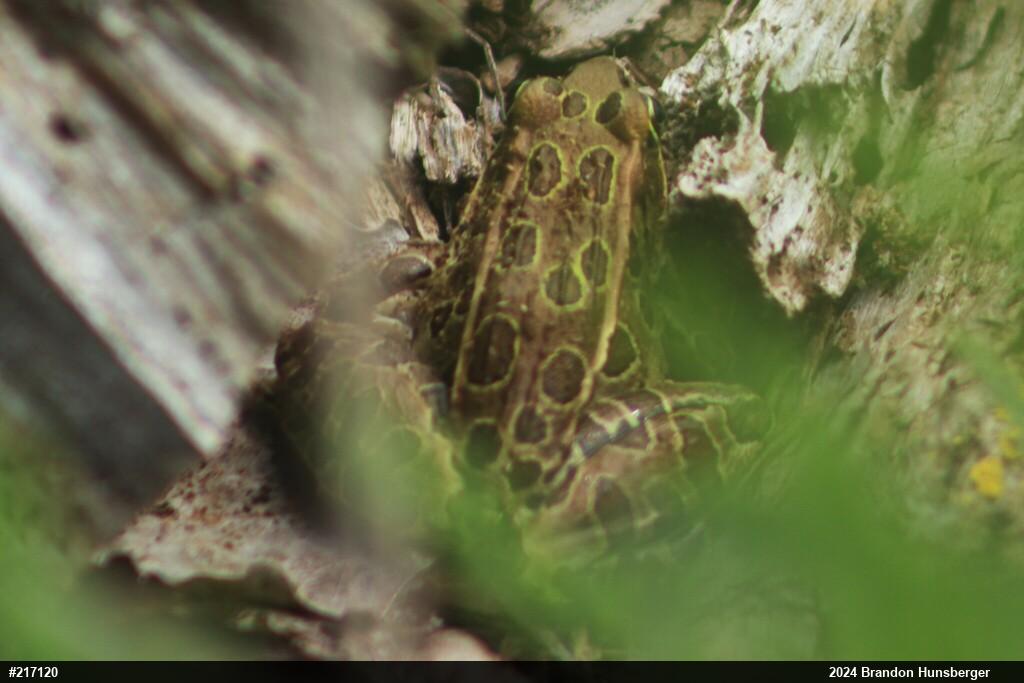 Northern Leopard Frog