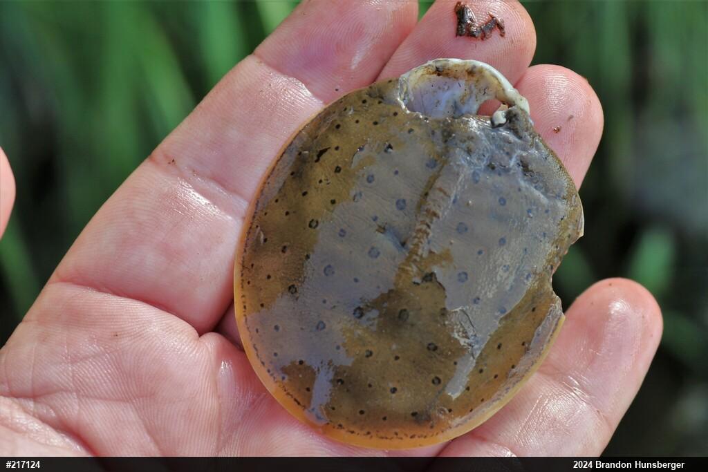 Eastern Spiny Softshell