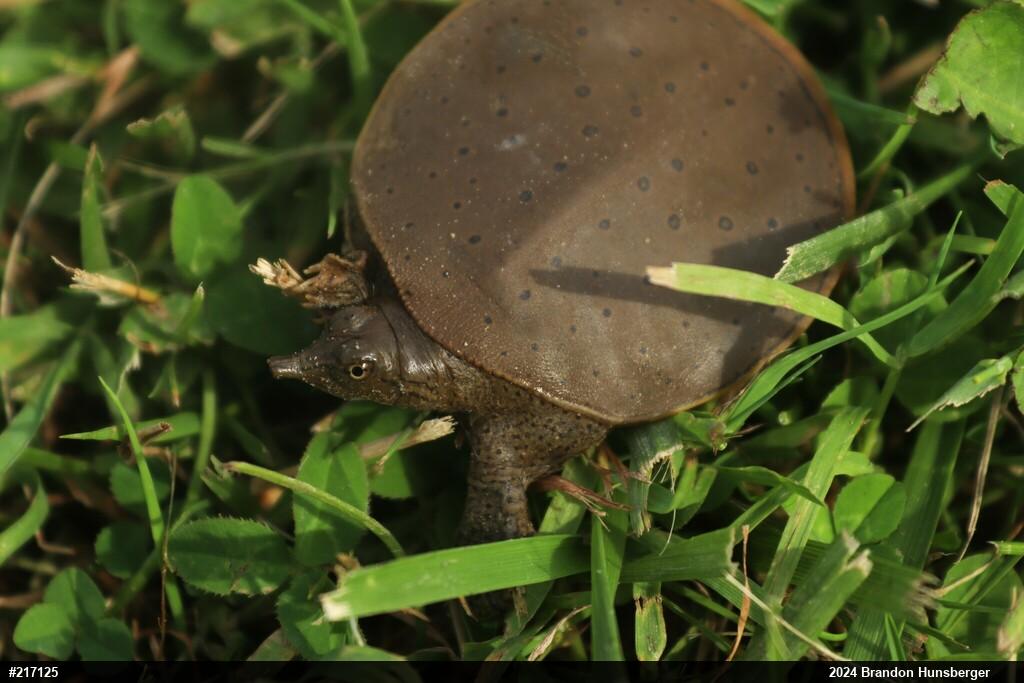 Eastern Spiny Softshell