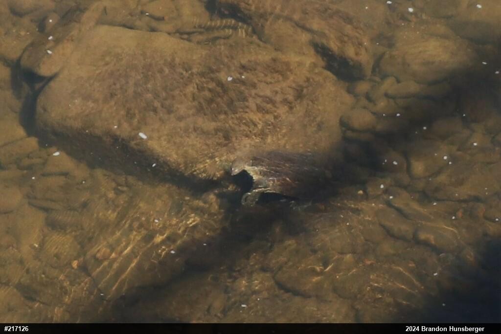 Eastern Spiny Softshell