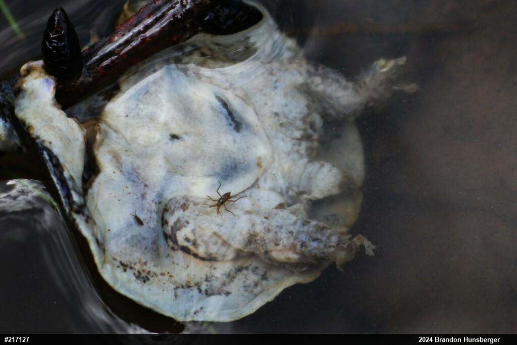 Eastern Spiny Softshell