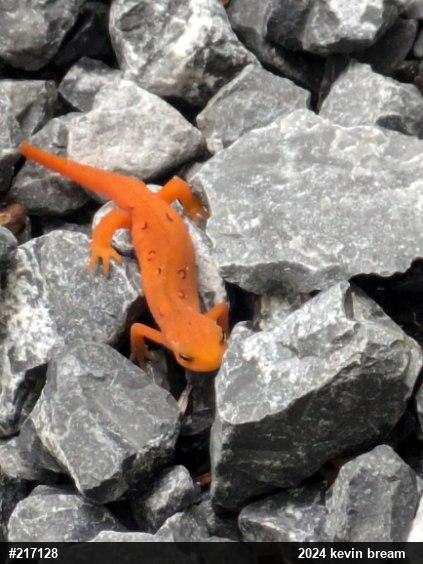 Red-spotted Newt