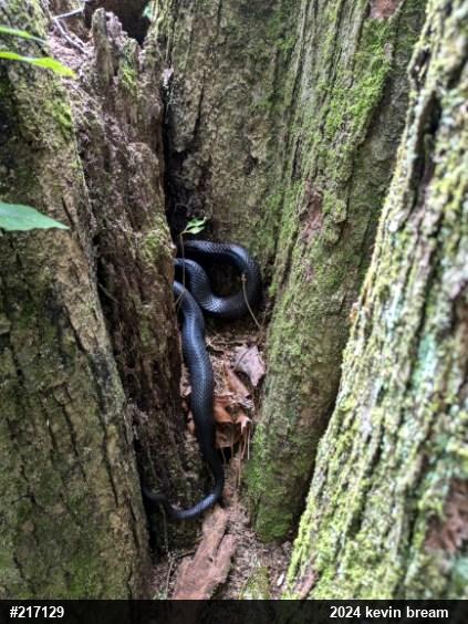 Eastern Ratsnake