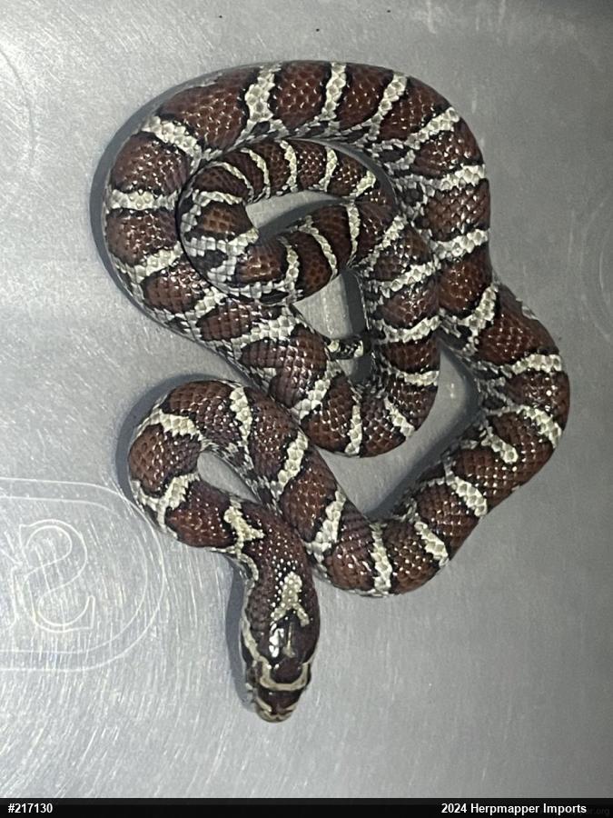 Eastern Milksnake