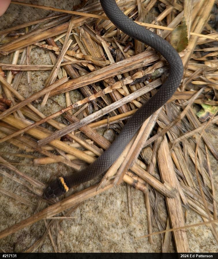 Northern Ring-necked Snake
