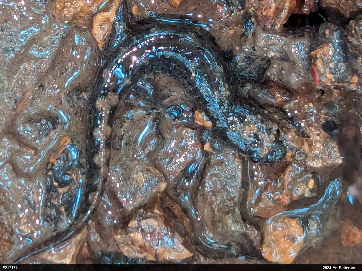 Seal Salamander