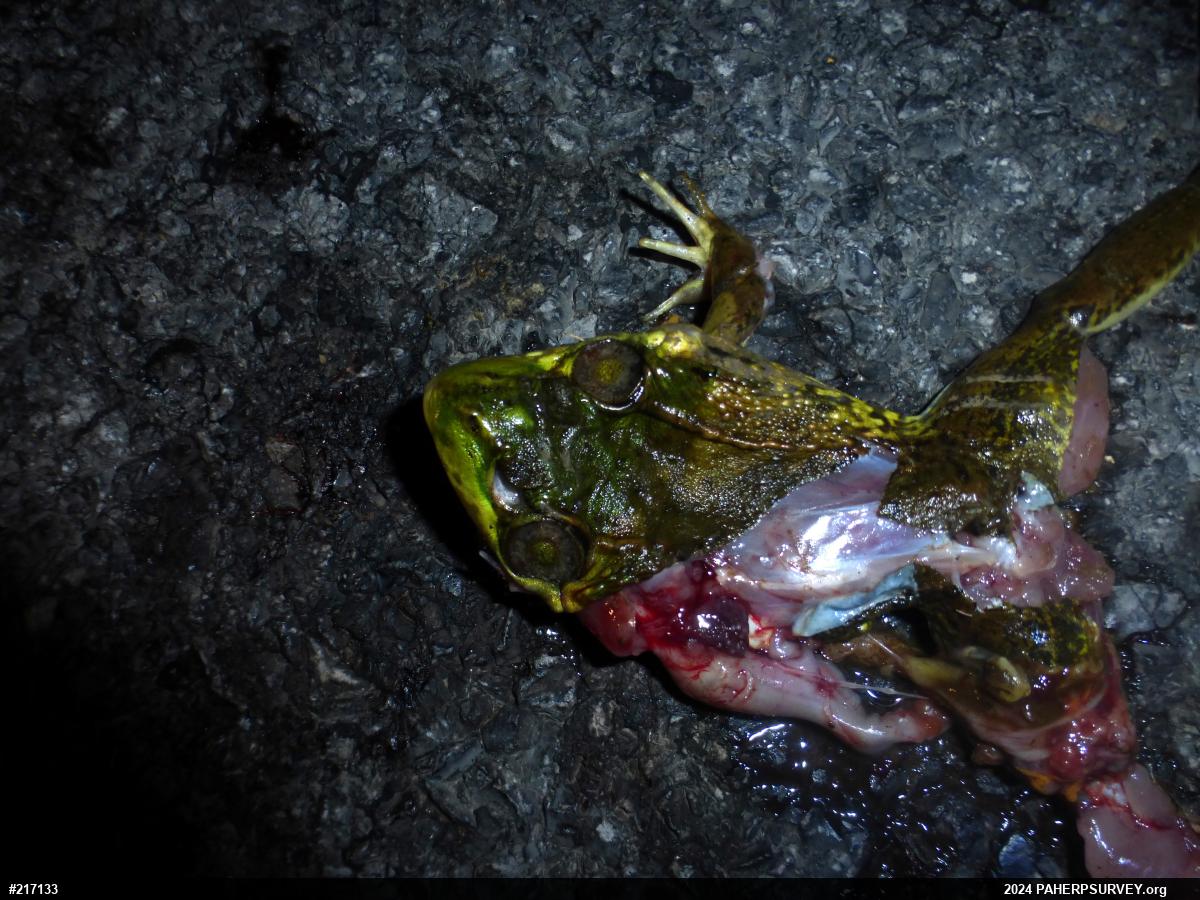 Green Frog