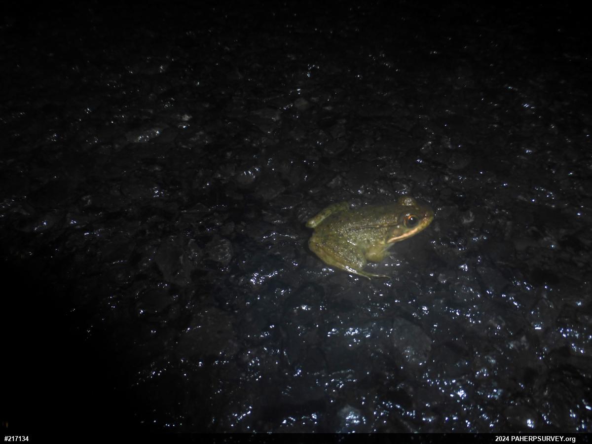 Green Frog