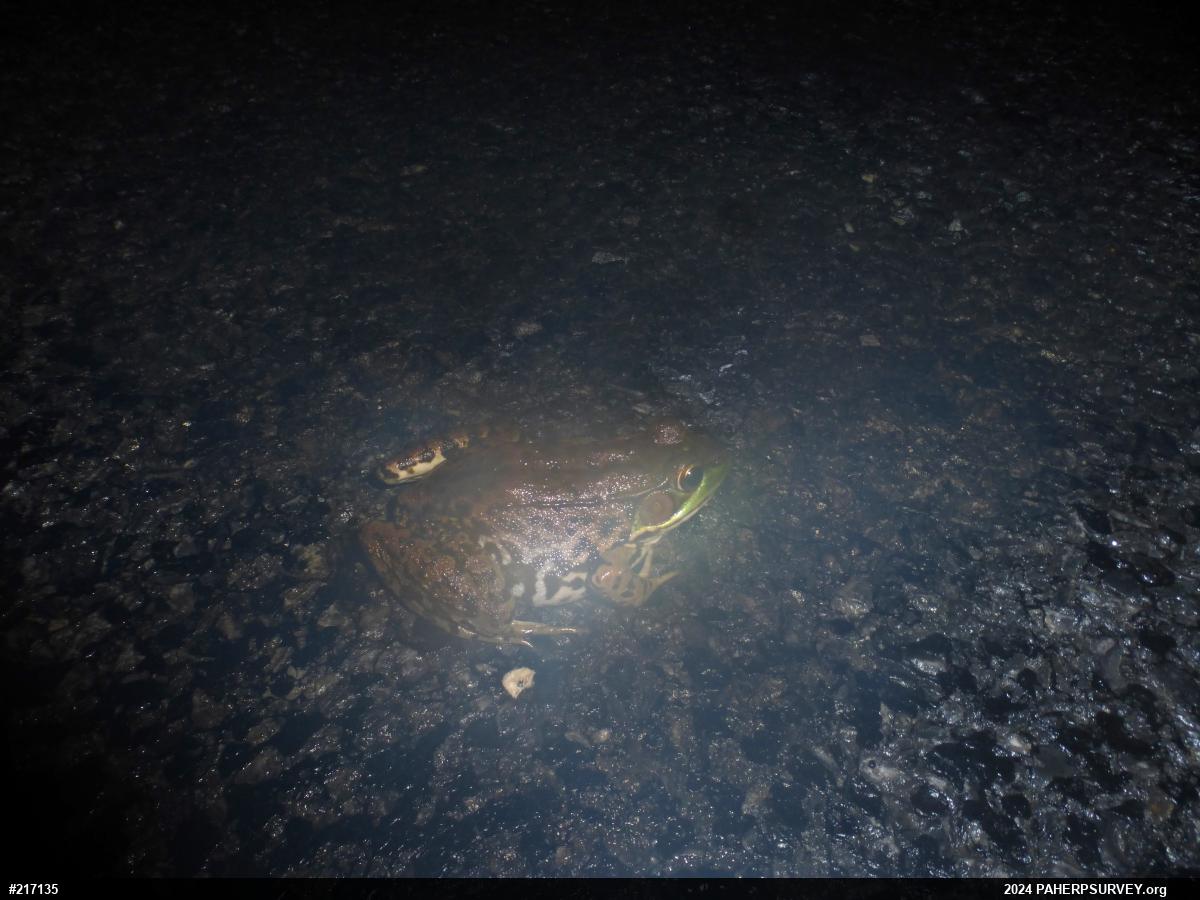 Green Frog