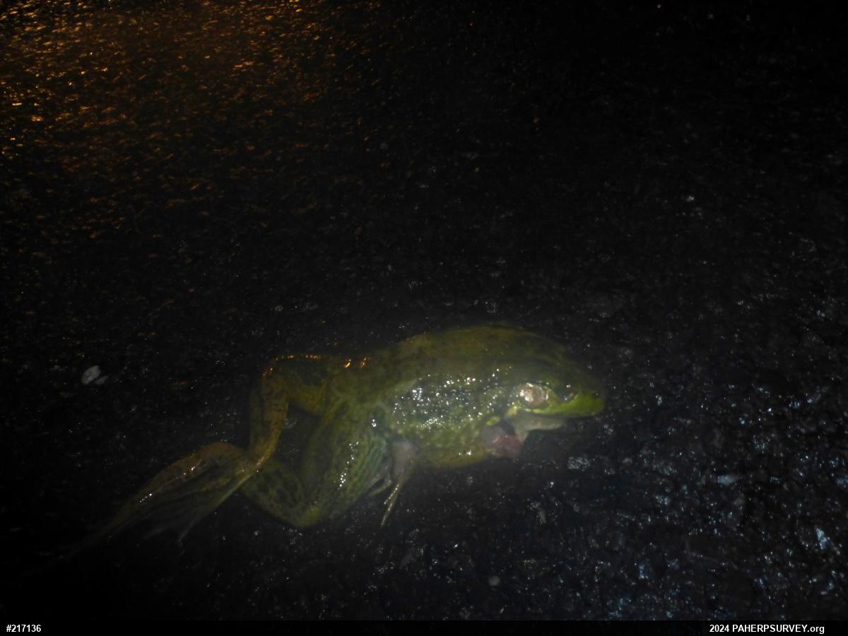 American Bullfrog